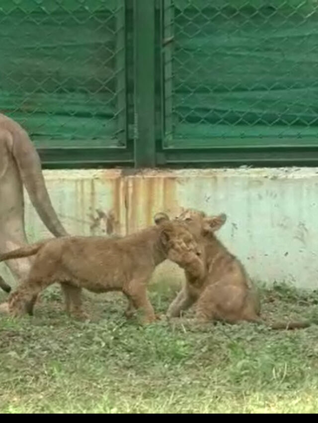 Three cubs were born from a pair of lionesses in the Sarthana Nature Park managed by the Surat Municipal Corporation.