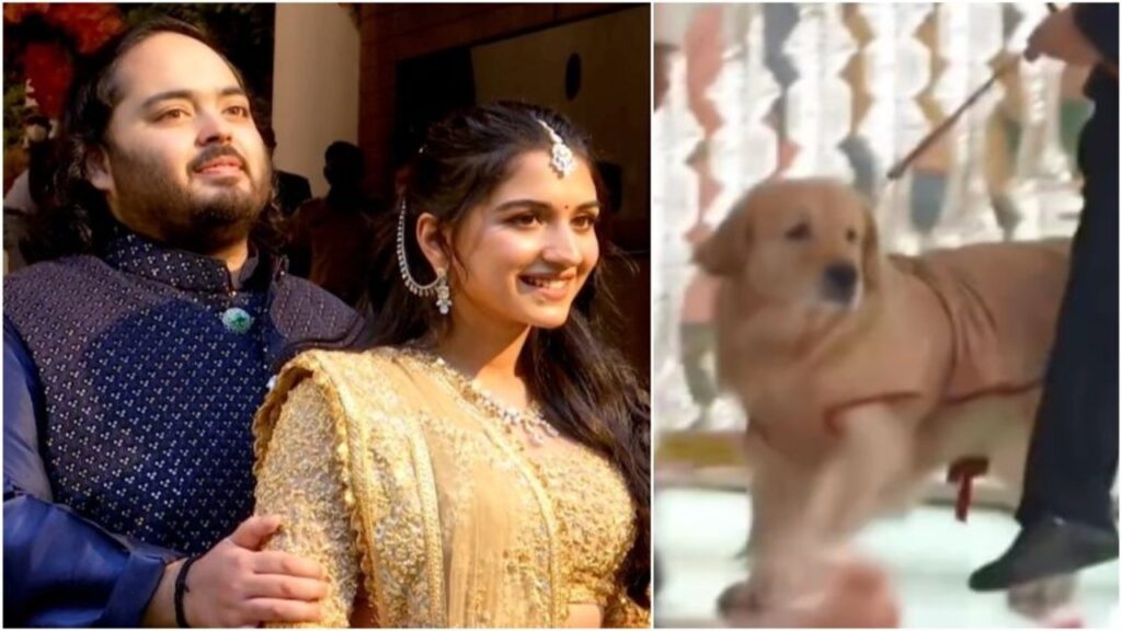 A dog brought an engagement ring for Anant Ambani and Radhika Merchant
