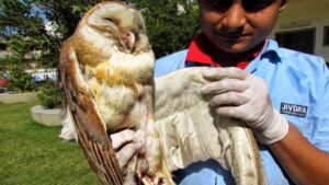 Even after all these days of Uttarayan, calls are coming in about birds being injured