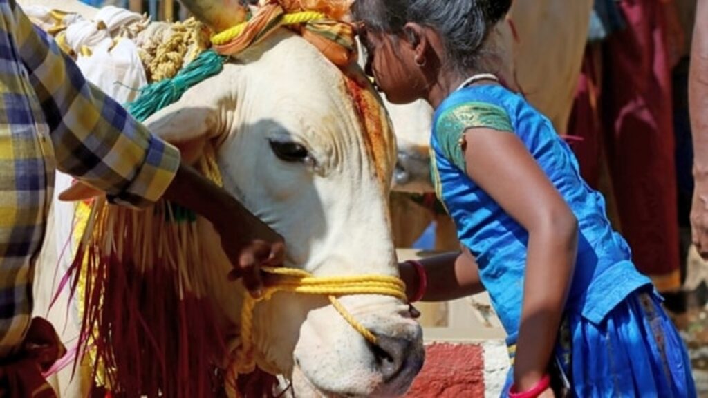 If the cow becomes extinct, then the existence of the earth will end: Gujarat Court