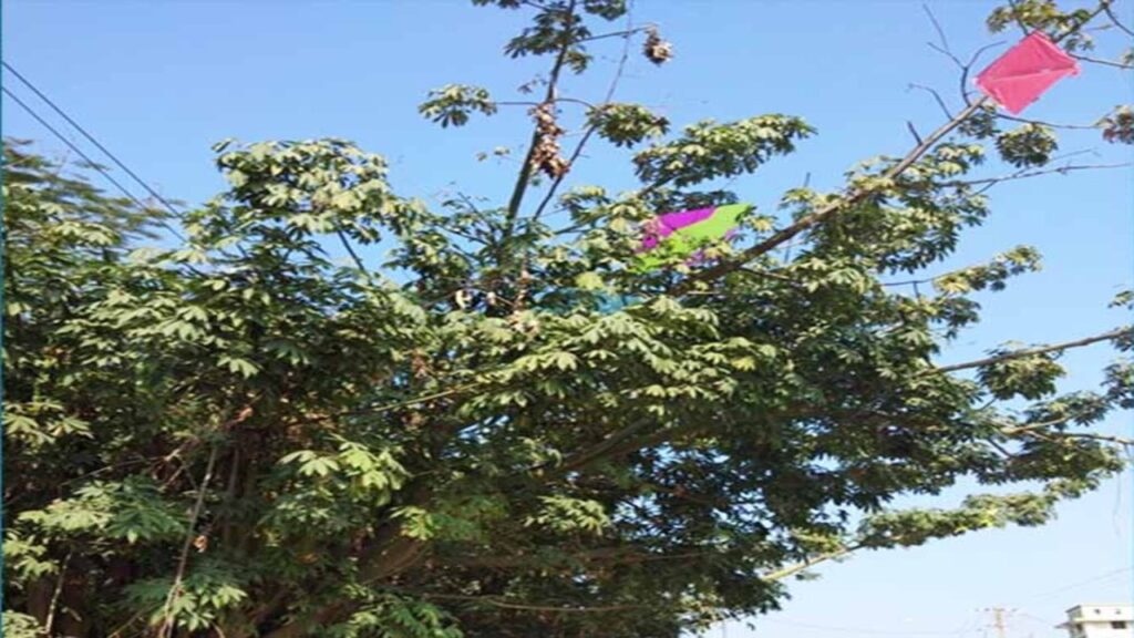Proposal for action to remove kite strings hanging from trees in Surat