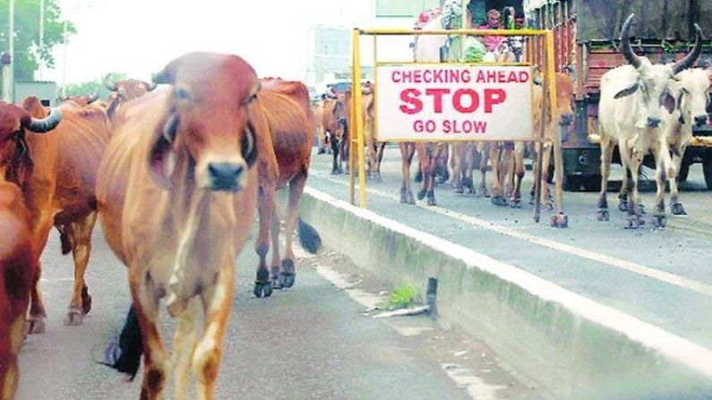 24 teams of pressure department of Surat Corporation could catch only 73 cattle in 24 hours