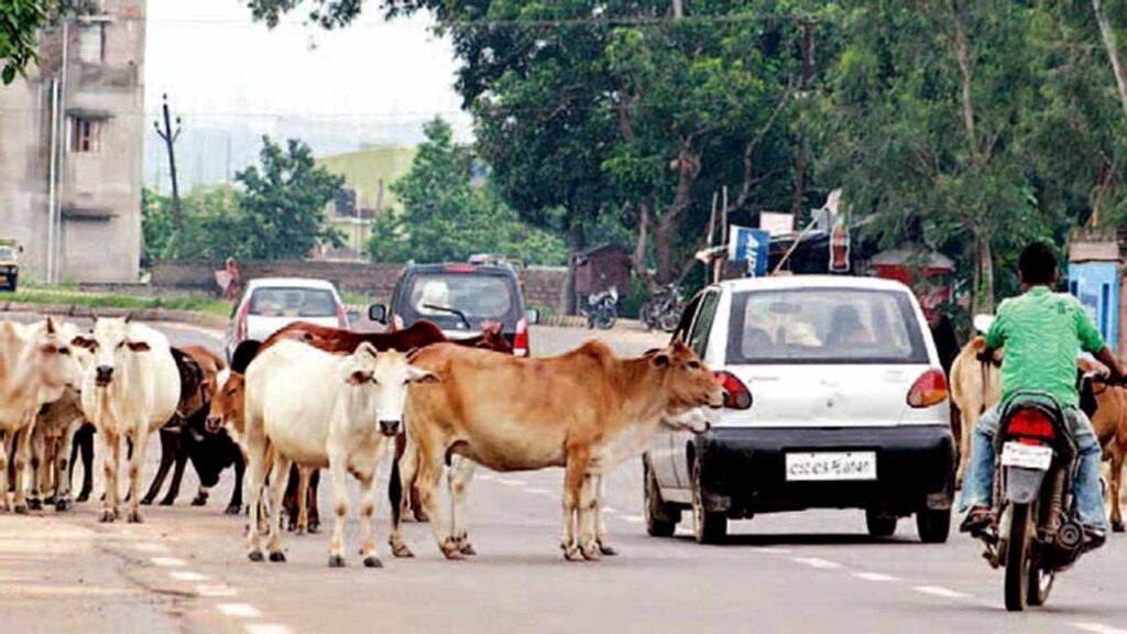 Surat Corporation broke its own record in catching cattle this year!