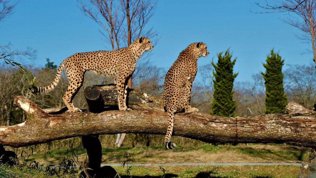 More than 15 more leopards may be brought to India from South Africa
