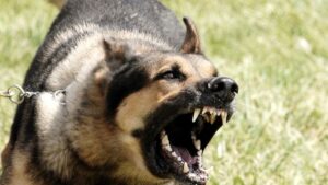 Fear among parents and children due to dog bites: 2 thousand cases in a single month