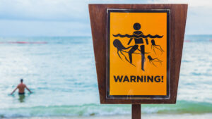 Be careful before visiting Goa: Incidents of jellyfish stings are on the rise along the coast