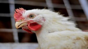 Is a chicken an animal or a bird? This important question was raised on a public interest petition in Gujarat