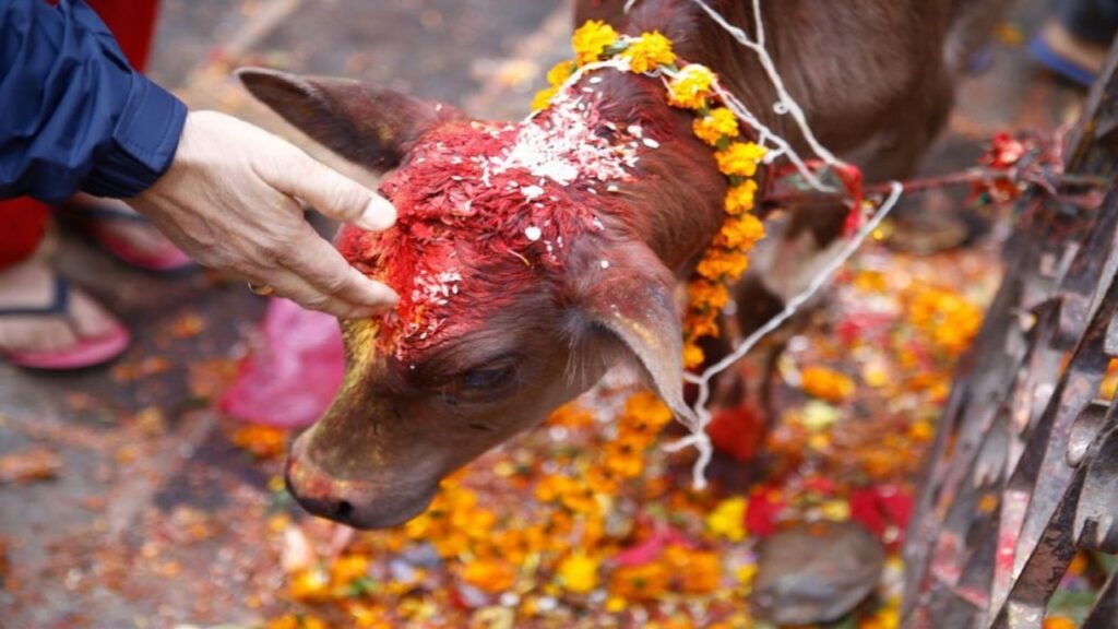 For these ten reasons the cow is considered venerable in Hinduism