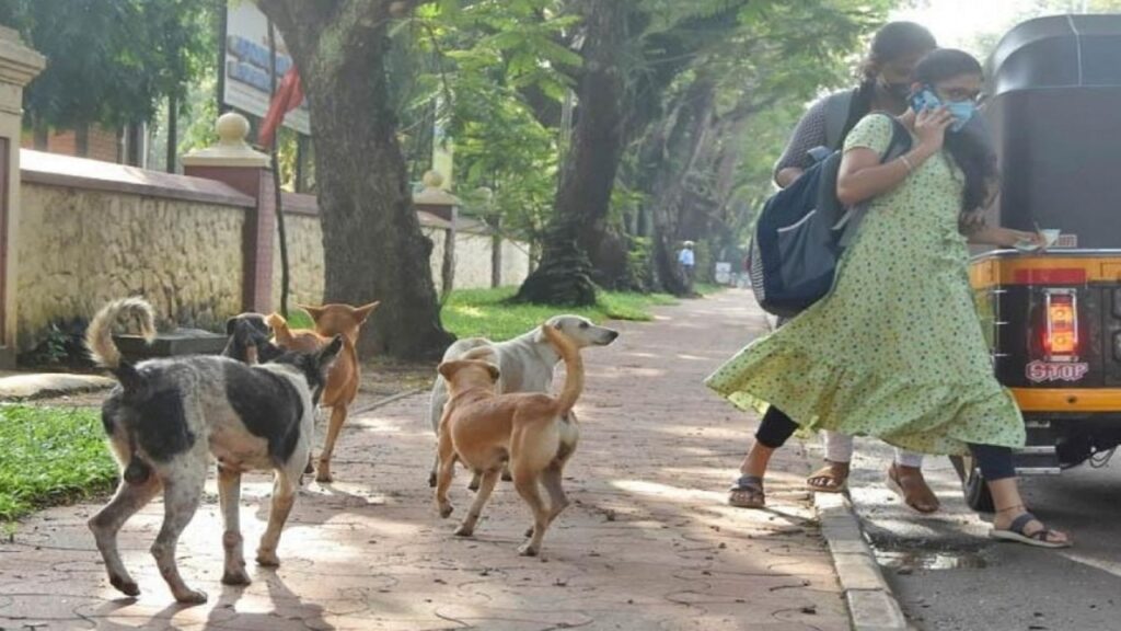 People can't go for morning walk because of stray dogs: Gujarat High Court