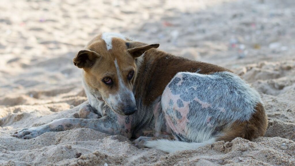 Increasing cases of dog bites, the corporation is considering setting up one more decontamination center in Jahangirpura area