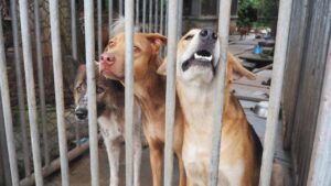 Now about 60 dogs will be euthanized daily