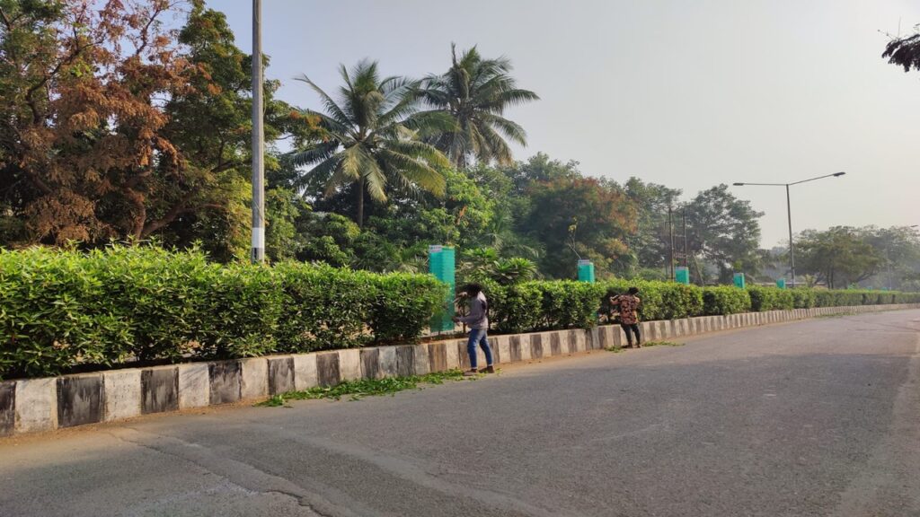 Municipal Corporation's exercise to remove two lakh conocarpus trees in the city