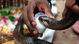 Eight types of snakes are worshiped on Nagapanchami, behind which is the story