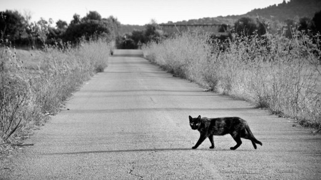 Why did people stop when the cat crossed the road? This is the truth