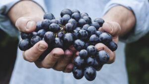 Eating grapes keeps these five diseases away from you : Here are the surprising benefits