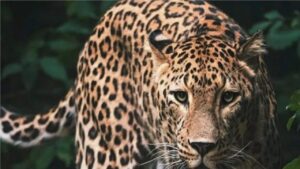 Leopard turned man-eater in Gir Somnath: 2-year-old child hunted