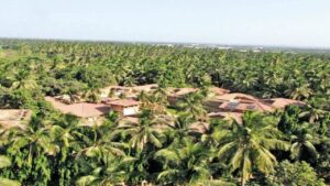 Gujarat, which has the longest coastline, took a big leap in coconut production