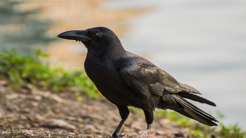 Crows also give ominous signs: What is religious belief?