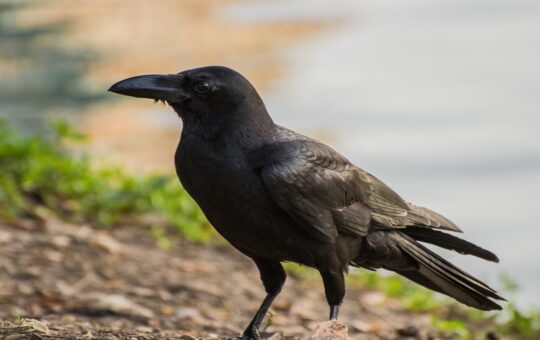 Crows also give ominous signs: What is religious belief?