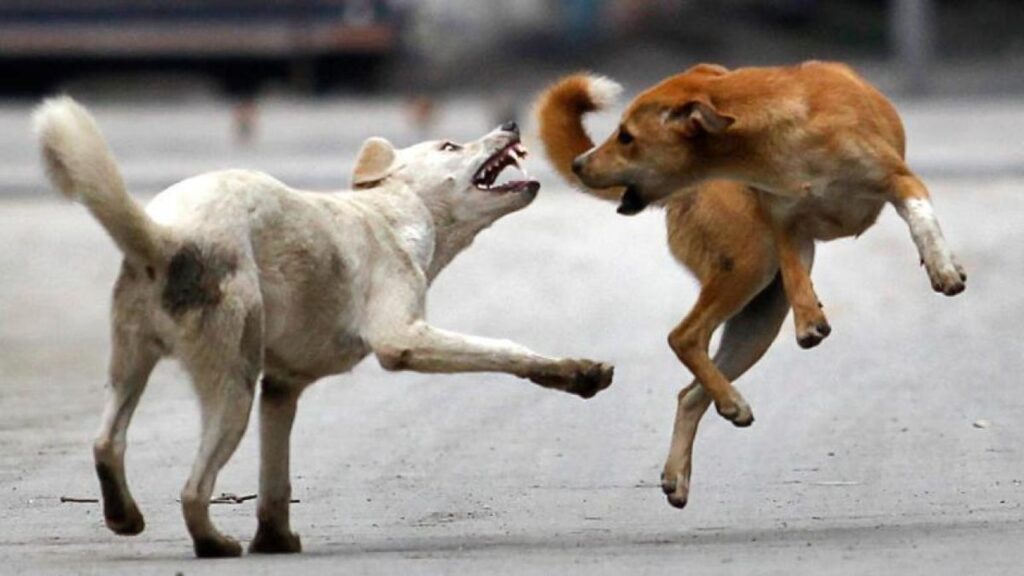 Dogs attack 16,500 persons in 8 months: Number of stray dogs crosses 1 lakh