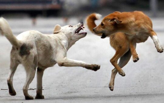Dogs attack 16,500 persons in 8 months: Number of stray dogs crosses 1 lakh