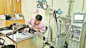 This city of Gujarat also has dialysis facility for dogs