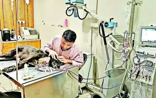 This city of Gujarat also has dialysis facility for dogs