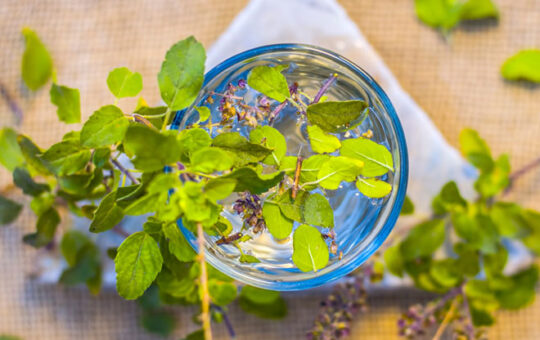 Tulsi Water Benefits: 5 Reasons To Drink This Up Every Morning