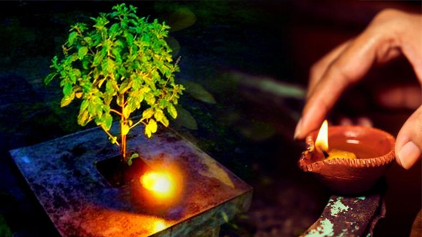 Why celebrate the day of Tulsi Pujan?